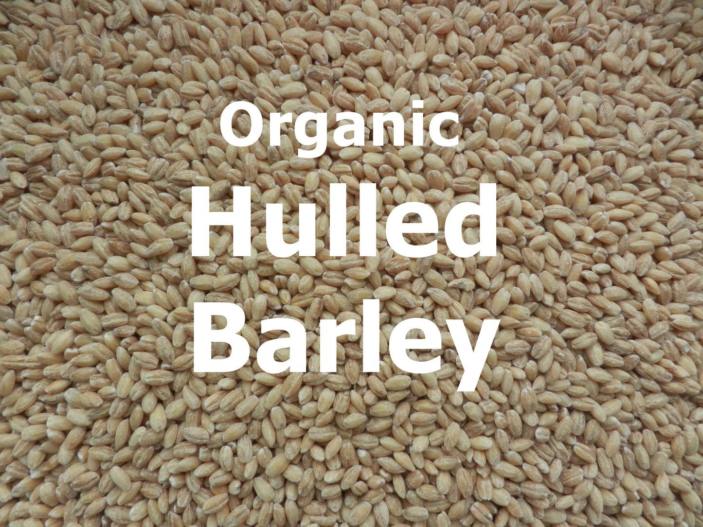 Organic Hulled Barley